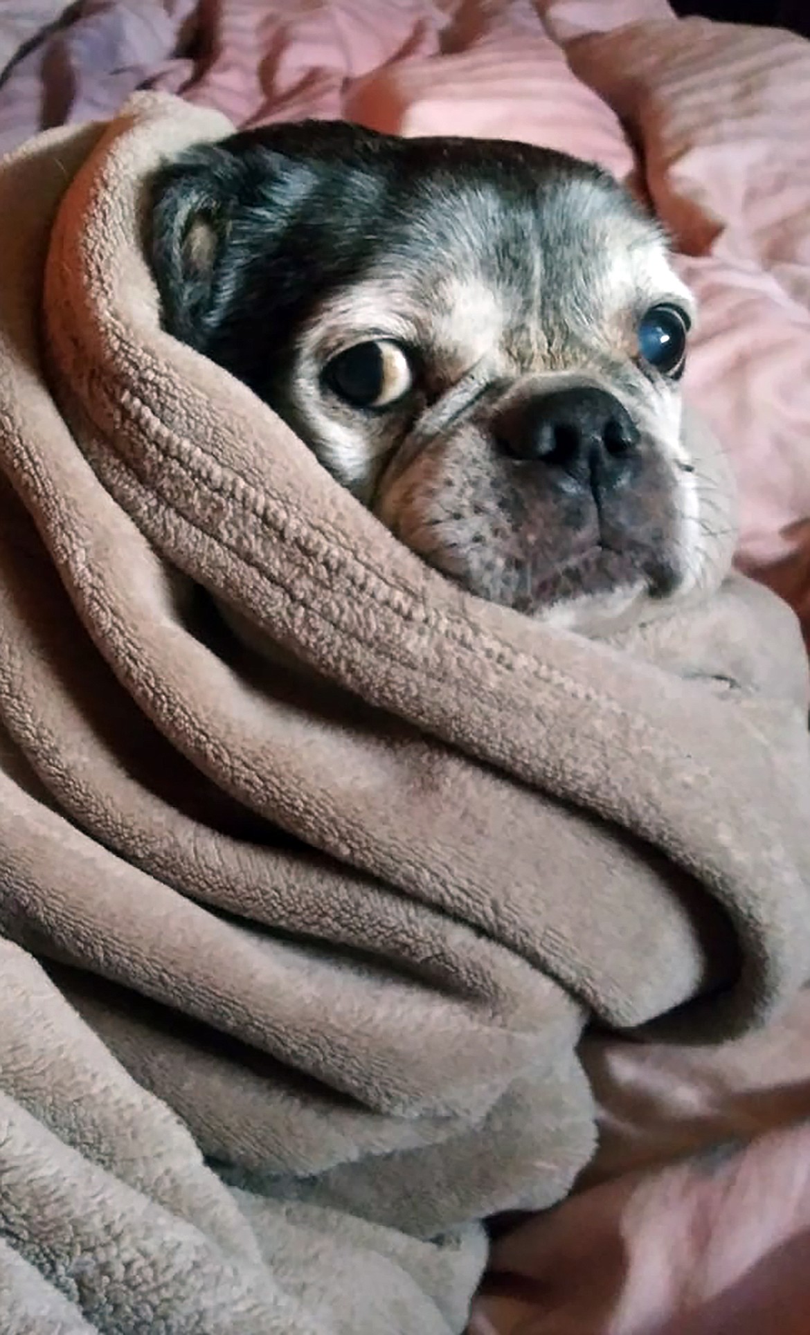 Julie Miller Yeoumans shared this Best Shot of a four-legged family member waking up from a nap. If you have a photo that you took that you would like to see run as a Best Shot or I Took The Bee send it to the Bonner County Daily Bee, P.O. Box 159, Sandpoint, Idaho, 83864; or drop them off at 310 Church St., Sandpoint. You may also email your pictures in to the Bonner County Daily Bee along with your name, caption information, hometown and phone number to news@bonnercountydailybee.com.