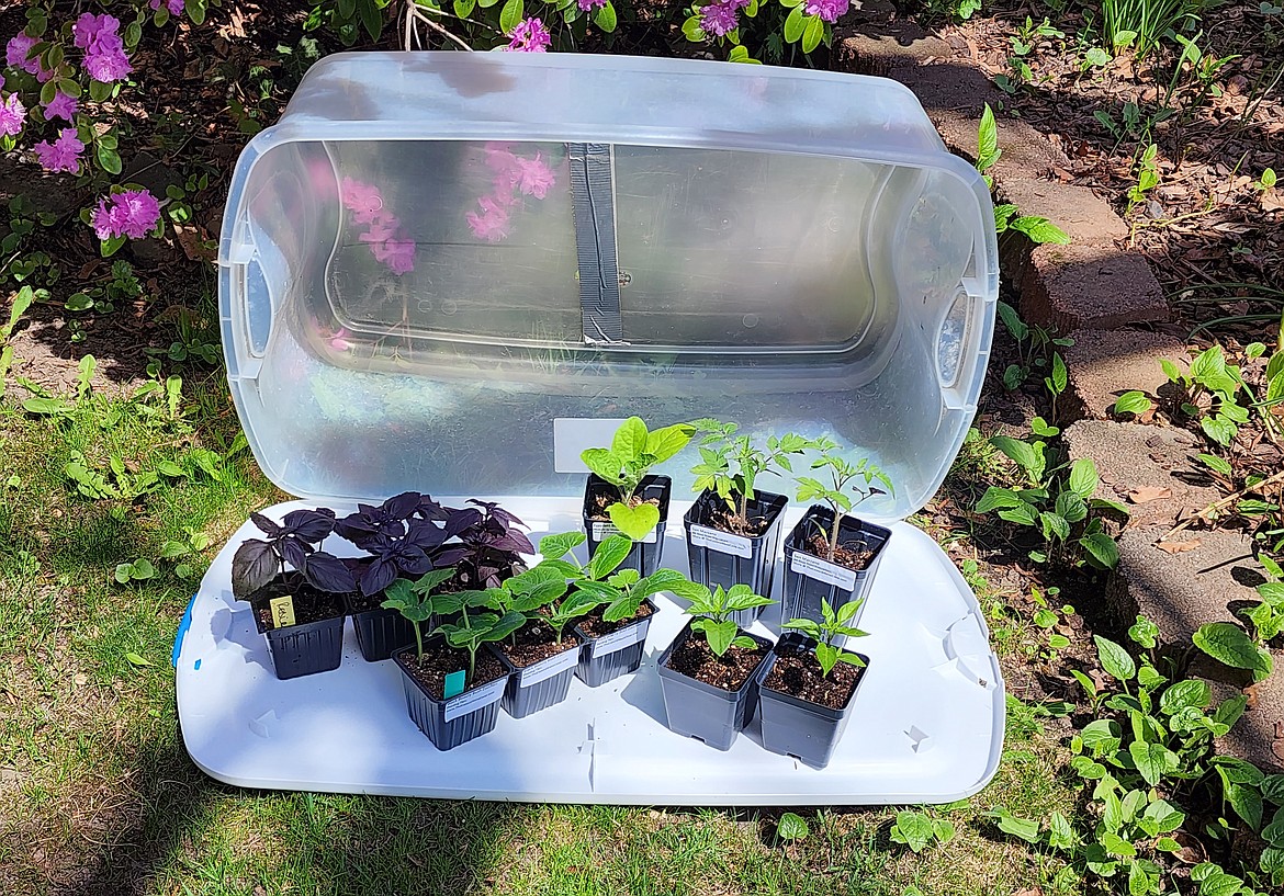 A large, clear plastic tote can serve as a mini-greenhouse to protect warm-season
crops, like tomatoes, cucumbers, peppers, and basil, purchased from plant sales, until it’s time to plant later this month.