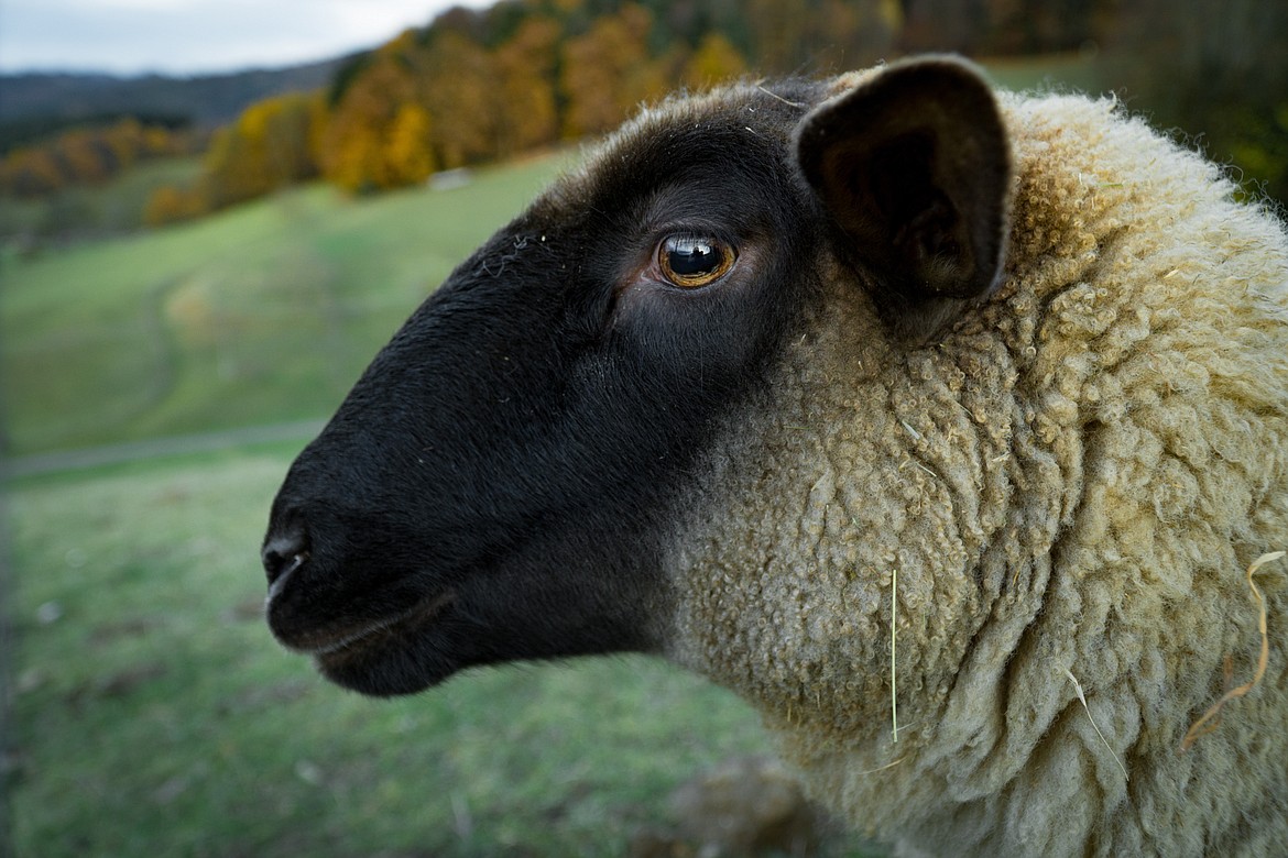 Raising animals like sheep, cattle and chickens for show is a part of the way of life in the Columbia Basin. Keeping those animals protected from health risks associated with travel - such as respiratory ailments - is a big part of ethical showing and can also aid in the success of the breeder at showing events.