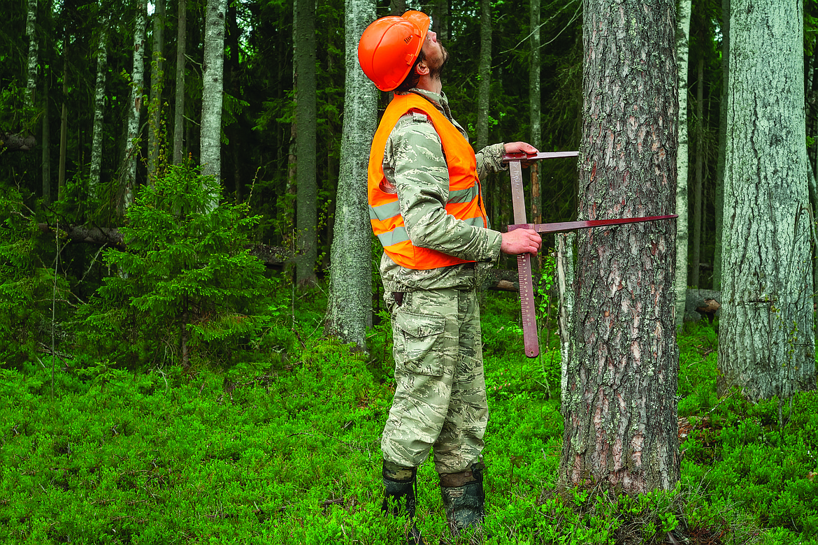 Forest measurements class set for Sandpoint | Bonner County Daily Bee