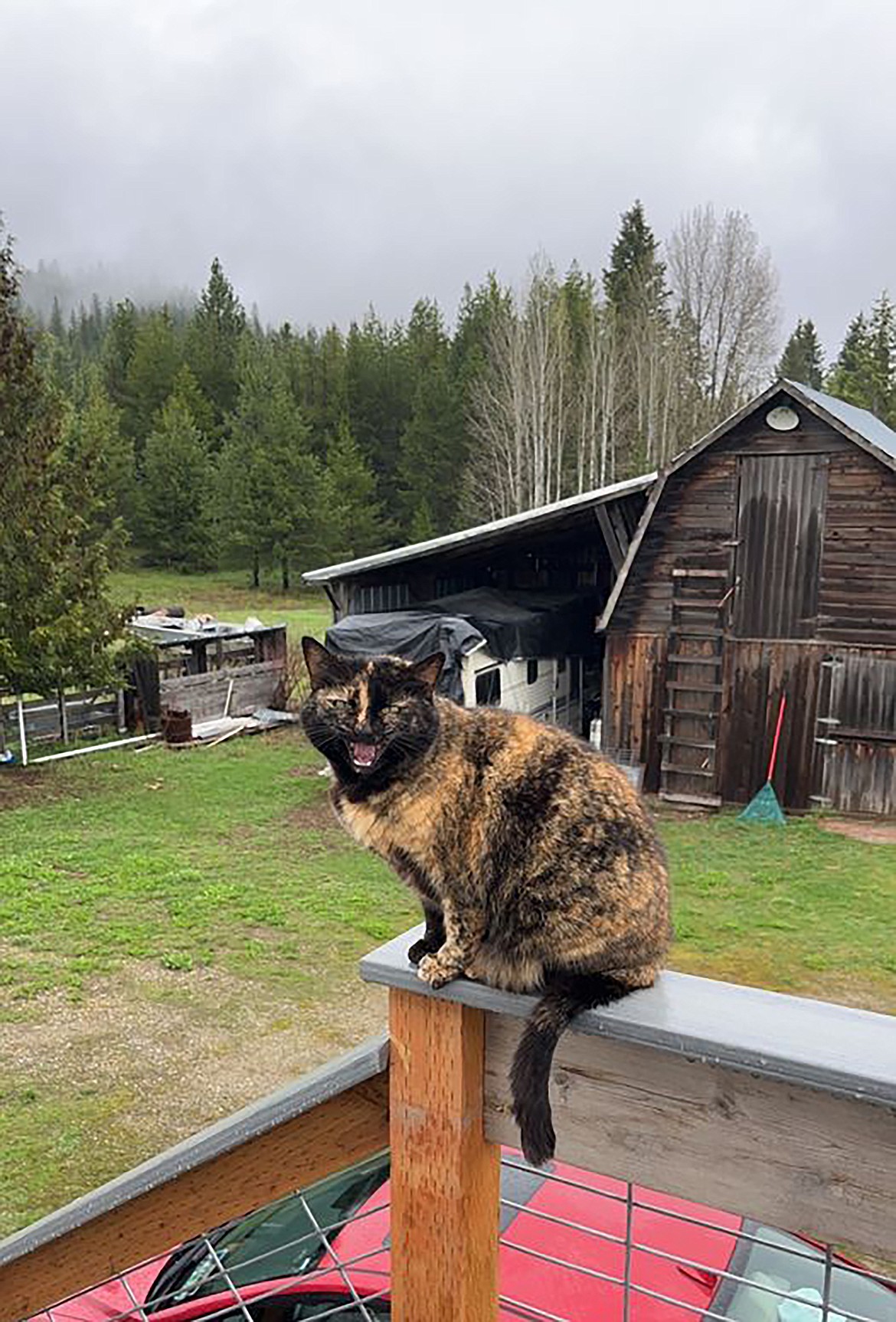 A feline outlook finds a "comfortable" spot to check out the action. If you have a photo that you took that you would like to see run as a Best Shot or I Took The Bee send it to the Bonner County Daily Bee, P.O. Box 159, Sandpoint, Idaho, 83864; or drop them off at 310 Church St., Sandpoint. You may also email your pictures in to the Bonner County Daily Bee along with your name, caption information, hometown and phone number to news@bonnercountydailybee.com.