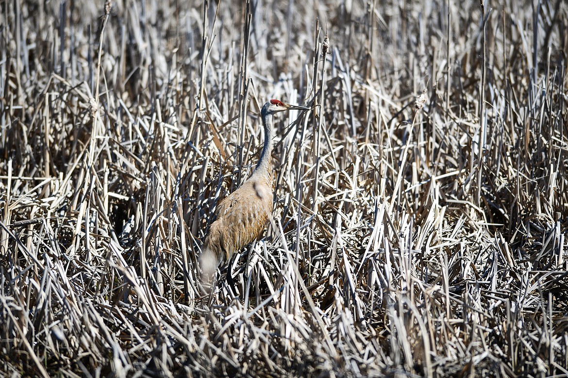 A sandhill crane stands among the reeds in a marsh along Holt Stage on Friday, April 28. (Casey Kreider/Daily Inter Lake)