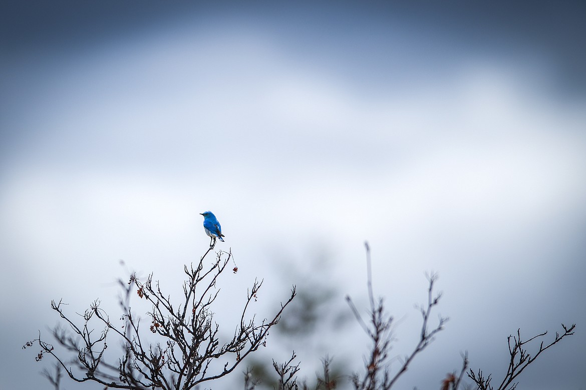 A male mountain bluebird pauses atop a tree in West Valley on Tuesday, April 25. (Casey Kreider/Daily Inter Lake)