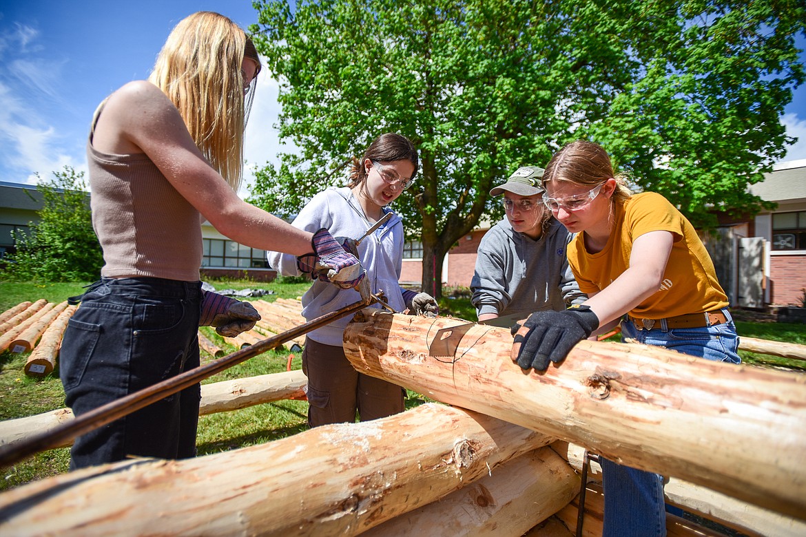 Kalispell Middle School students Kylie Blodgett, Annamarie Hopkins, Lexie Provo and Paulina Holland work on cutting a saddle notch for a log cabin build as part of teacher Kris Schreiner's eighth-grade history class on Tuesday, May 9. (Casey Kreider/Daily Inter Lake)