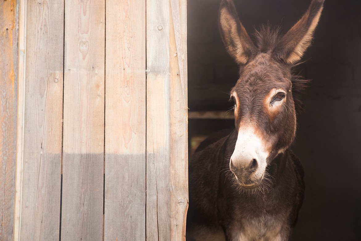 Donkeys may flourish in dry climates, but they have some overall special care that owners should be aware of in order to ensure their health and quality of life.