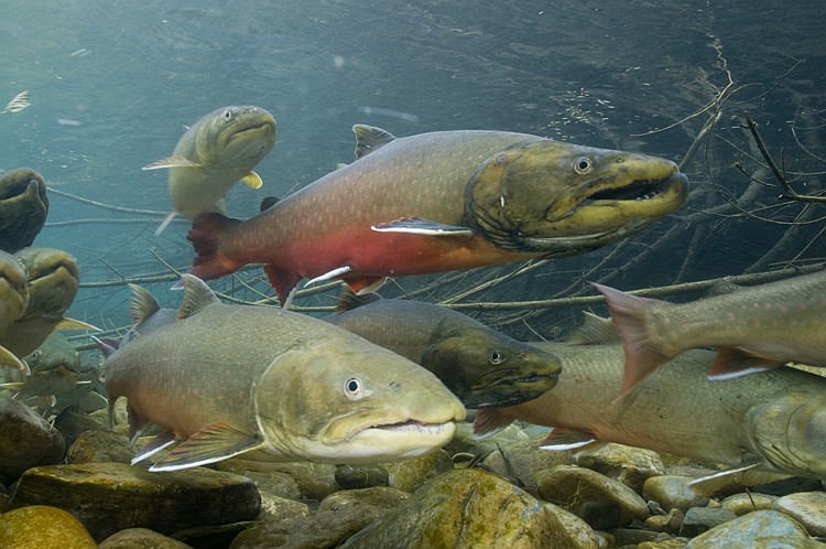 State to target non-native trout in Bull River drainage