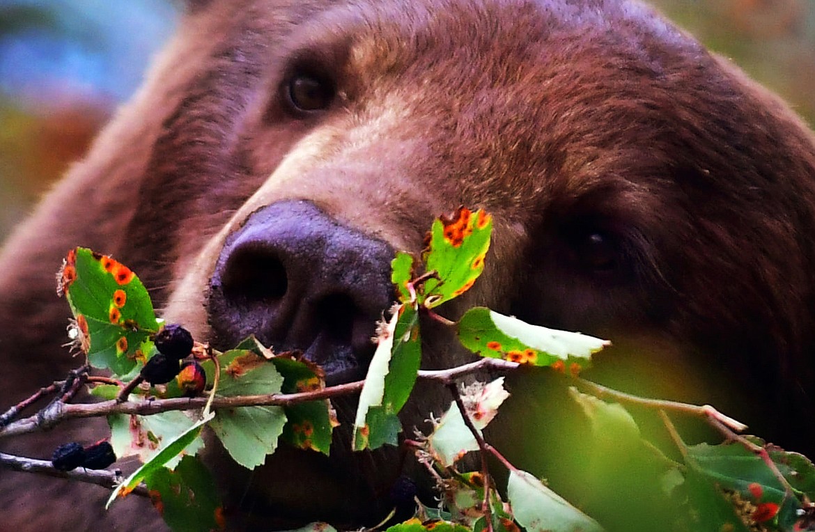 Spring cleaning is also time to contain bear attractants   Bigfork