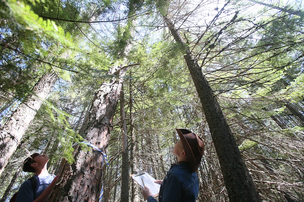 North Idaho STEM Charter Academy freshman Vincent LaPresta, left, and seventh grade homeschooler Levi Betts of Coeur d'Alene examine a tall tree Thursday morning at Farragut State Park during the Idaho State Forestry Contest.