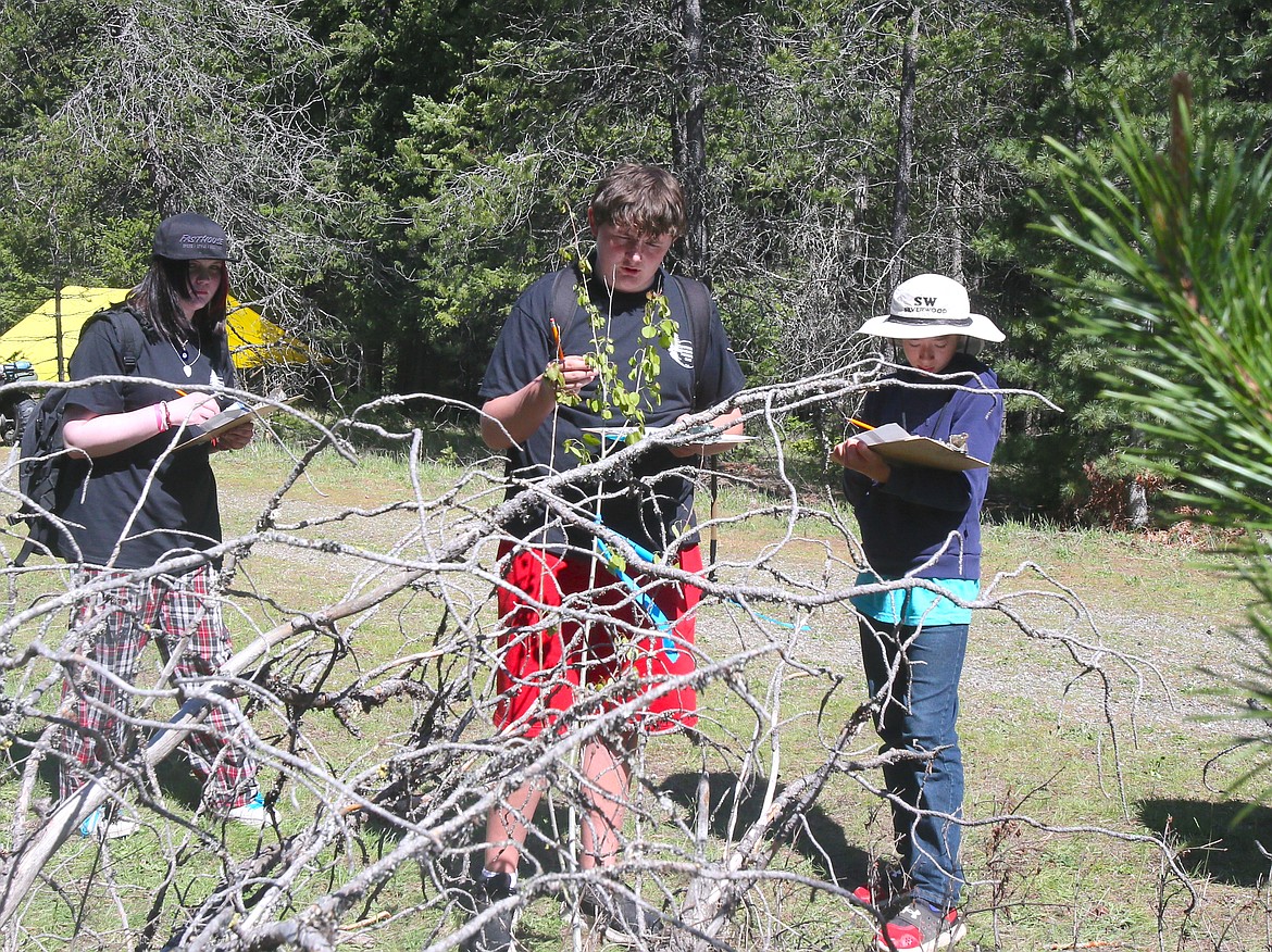 Post Falls Middle School eighth graders Dallas Dolence, left and Nathaniel Franklin work alongside Selle Valley Carden School sixth grader Andrew Ford to identify trees and shrubs Thursday morning at Farragut State Park during the Idaho State Forestry Contest.