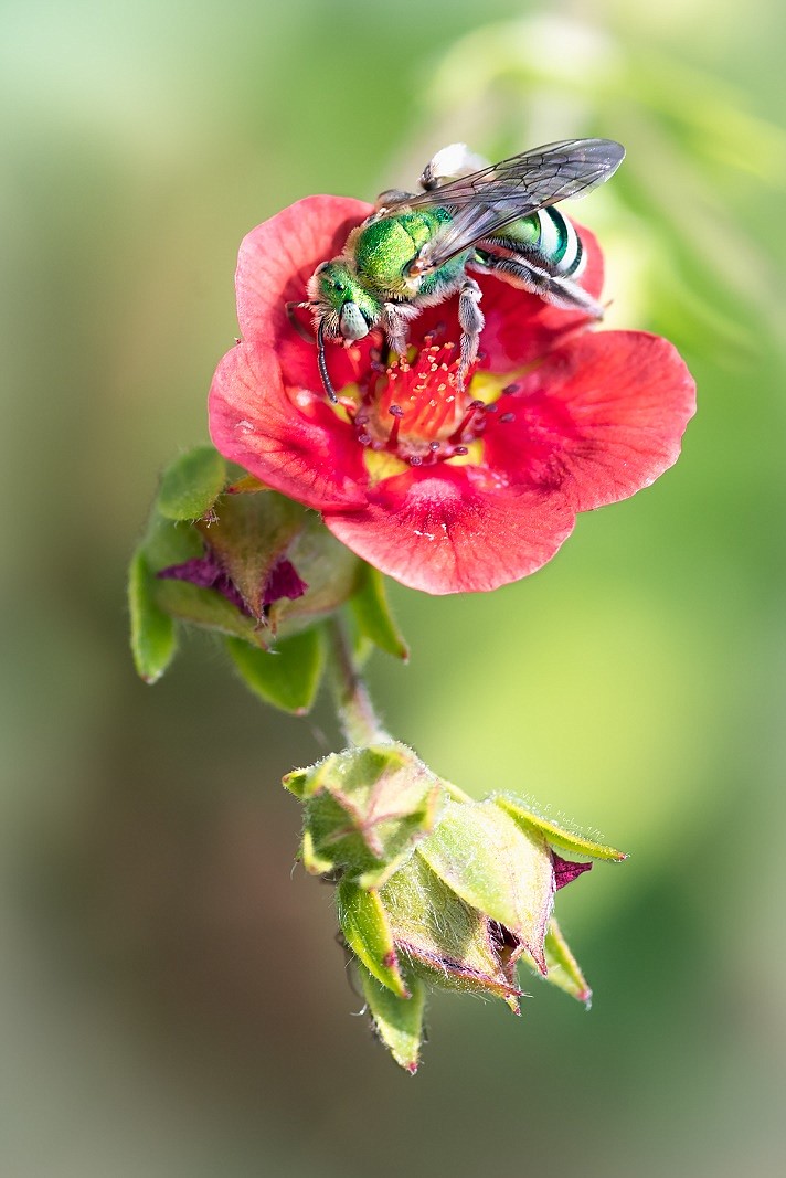 Bees, butterflies and other of the smallest of creatures will be on display at the Moses Lake Museum & Art Center, through the photography of Pastor Walter B. Klockers.