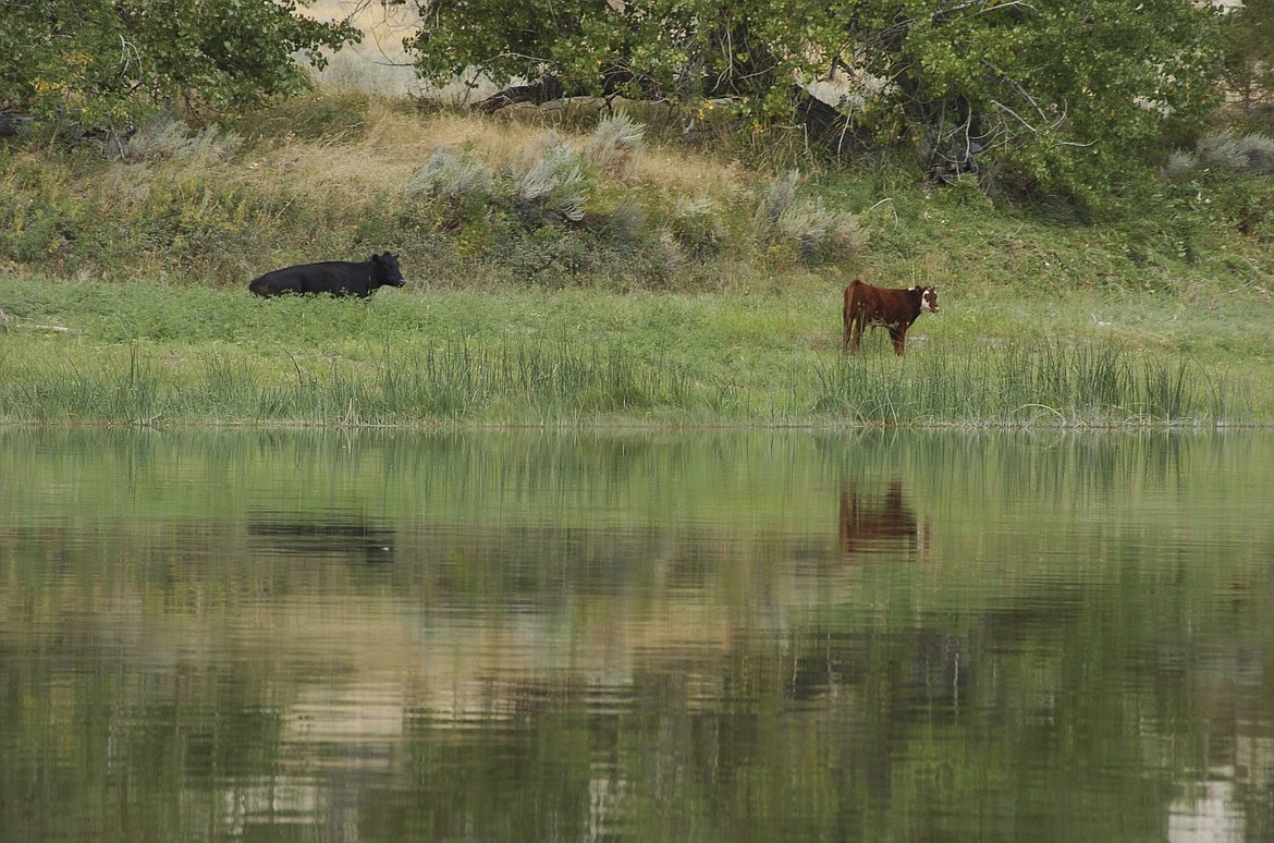 Cattle graze along a section of the Missouri River that includes the Upper Missouri River Breaks National Monument near Fort Benton, Mont., on Sept. 19, 2011. A Biden administration proposal would allow the sales of conservation leases on federal lands to restore degraded habitat. (AP Photo/Matthew Brown, File)