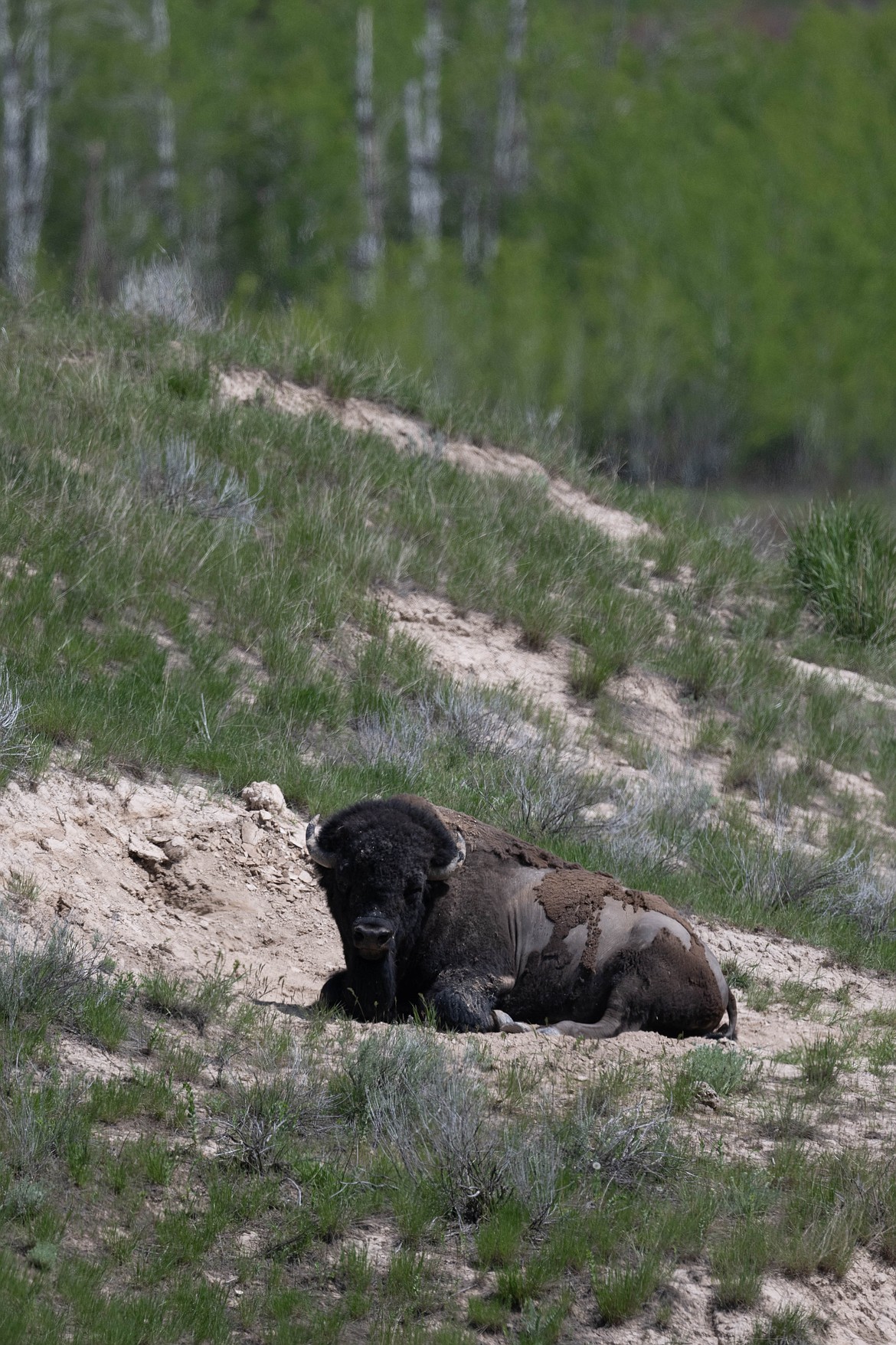 An American bison on the CSKT Bison Range on Friday. (Tracy Scott/Valley Press)