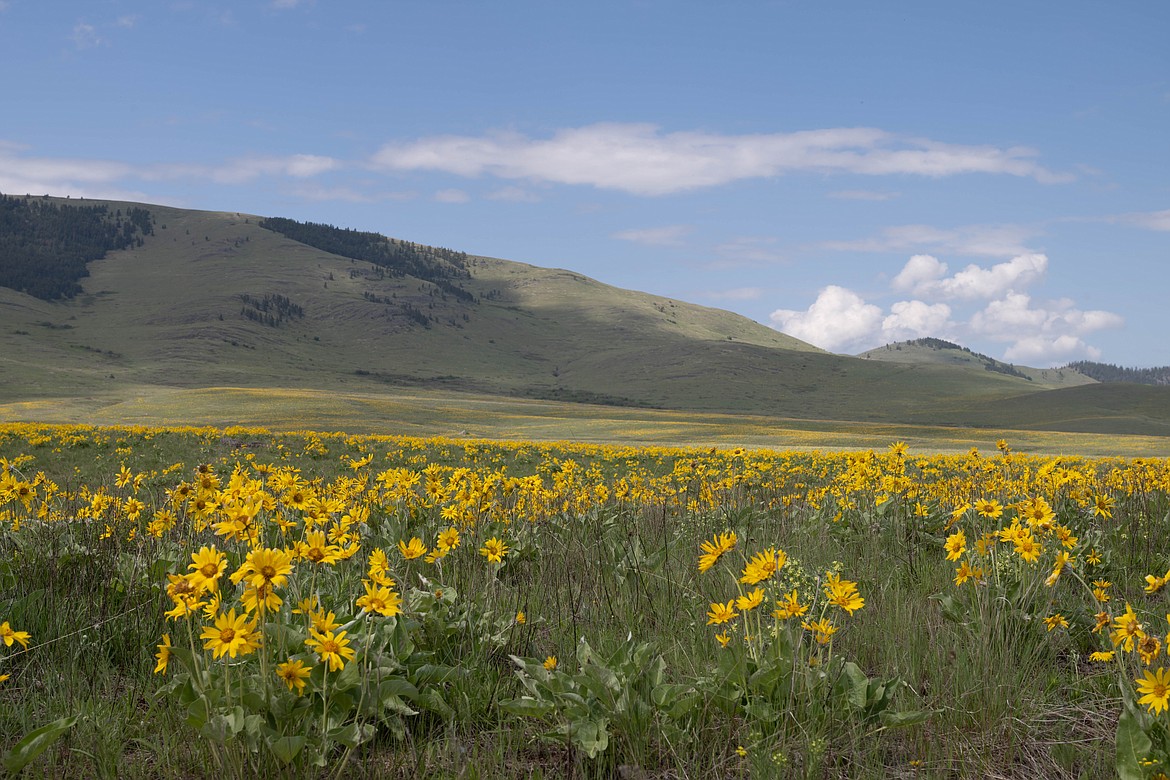 Gumweed in full bloom on the CSKT Bison Range. (Tracy Scott/Valley Press)