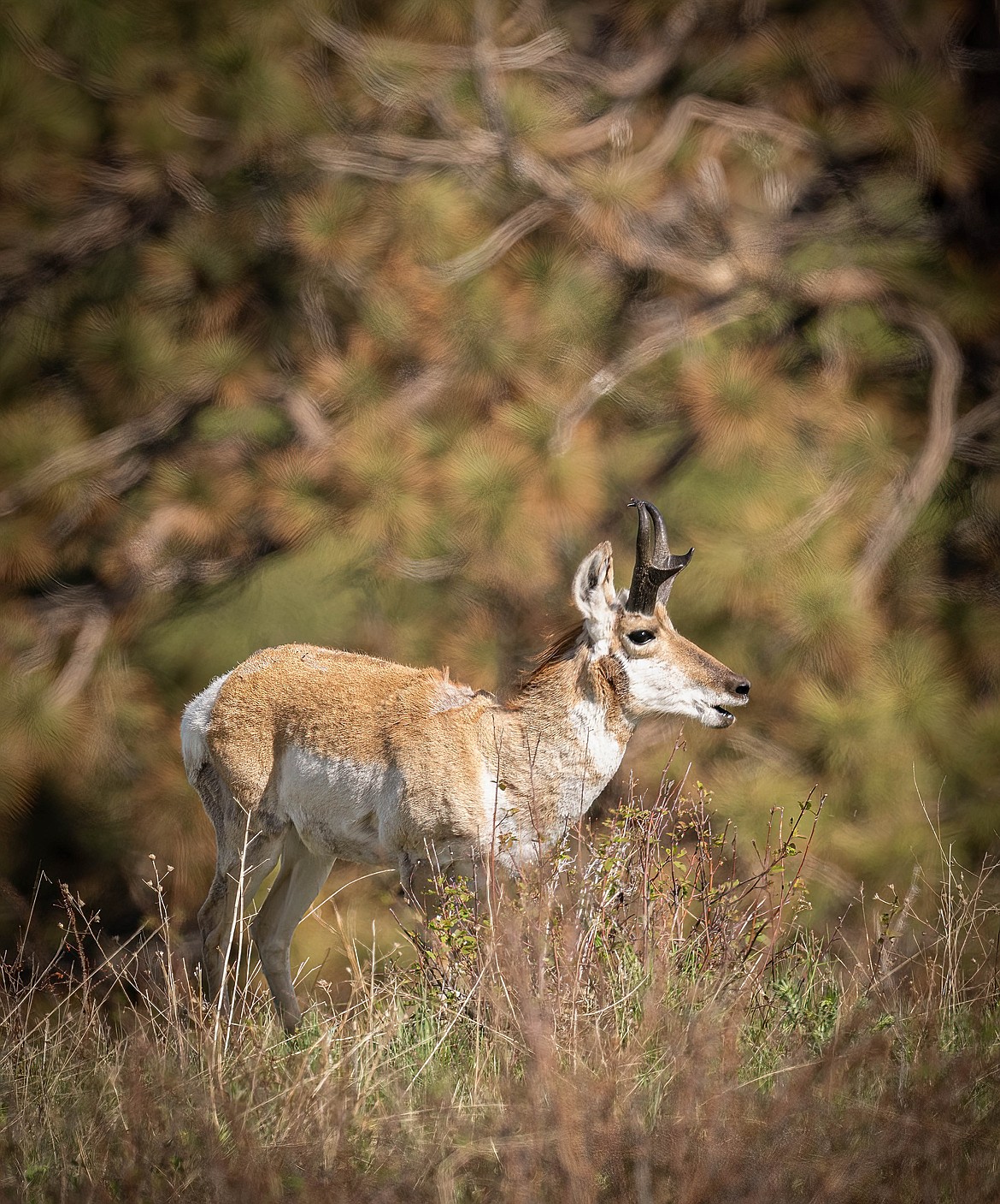 A pronghorn antelope on the CSKT Bison Range on Friday. (Tracy Scott/Valley Press)