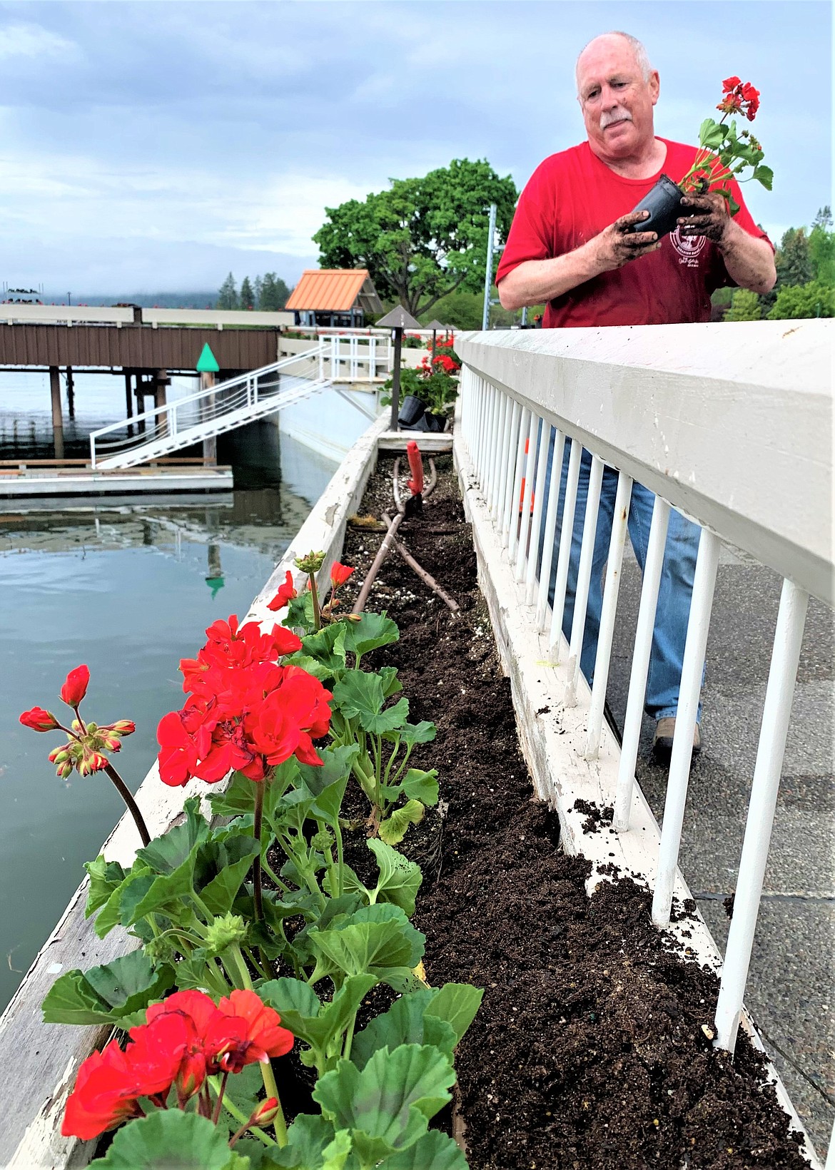 Rick Powers, director of food and beverage at The Coeur d'Alene Resort, plants geraniums on Tuesday.