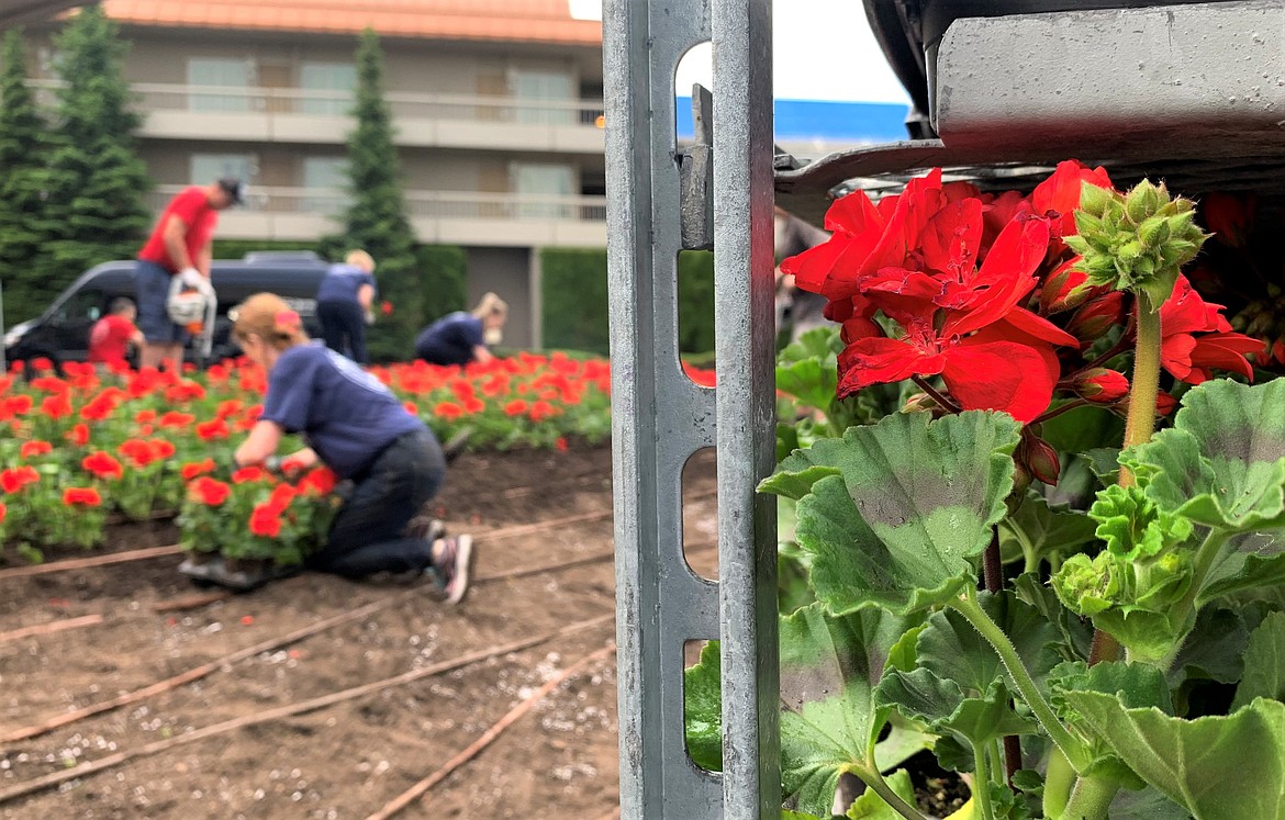 Volunteers plant geraniums outside The Coeur d'Alene Resort on Tuesday.