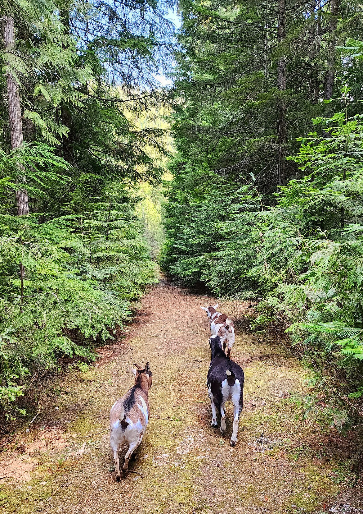 Jennifer Muery shared this Best Shot of a trio of goats making their way down a path. If you have a photo that you took that you would like to see run as a Best Shot or I Took The Bee send it to the Bonner County Daily Bee, P.O. Box 159, Sandpoint, Idaho, 83864; or drop them off at 310 Church St., Sandpoint. You may also email your pictures to the Bonner County Daily Bee along with your name, caption information, hometown, and phone number to news@bonnercountydailybee.com.