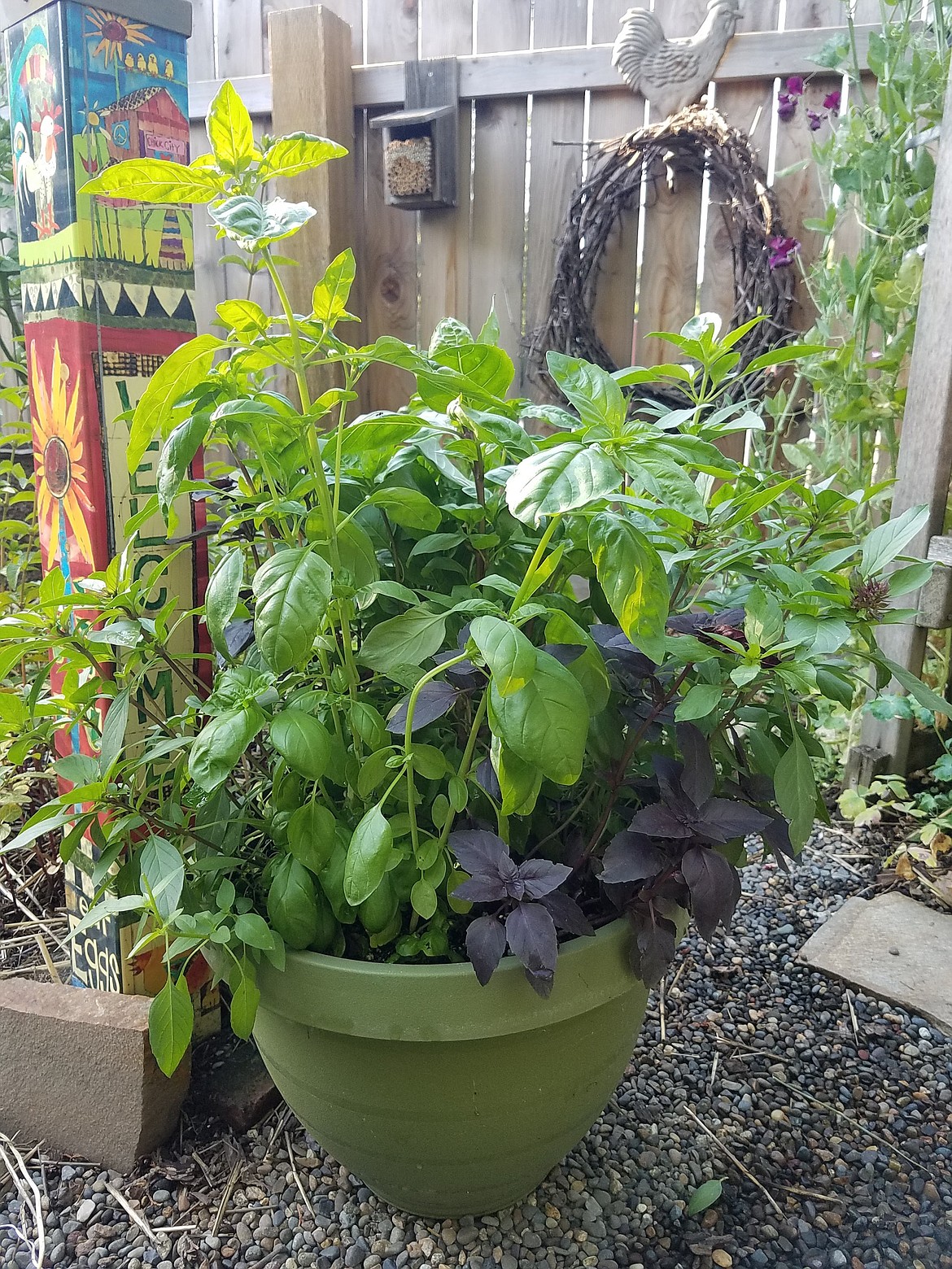 Heat-loving basil grows best in a large pot. Here, several varieties of basil help to attract pollinators to the vegetable garden.