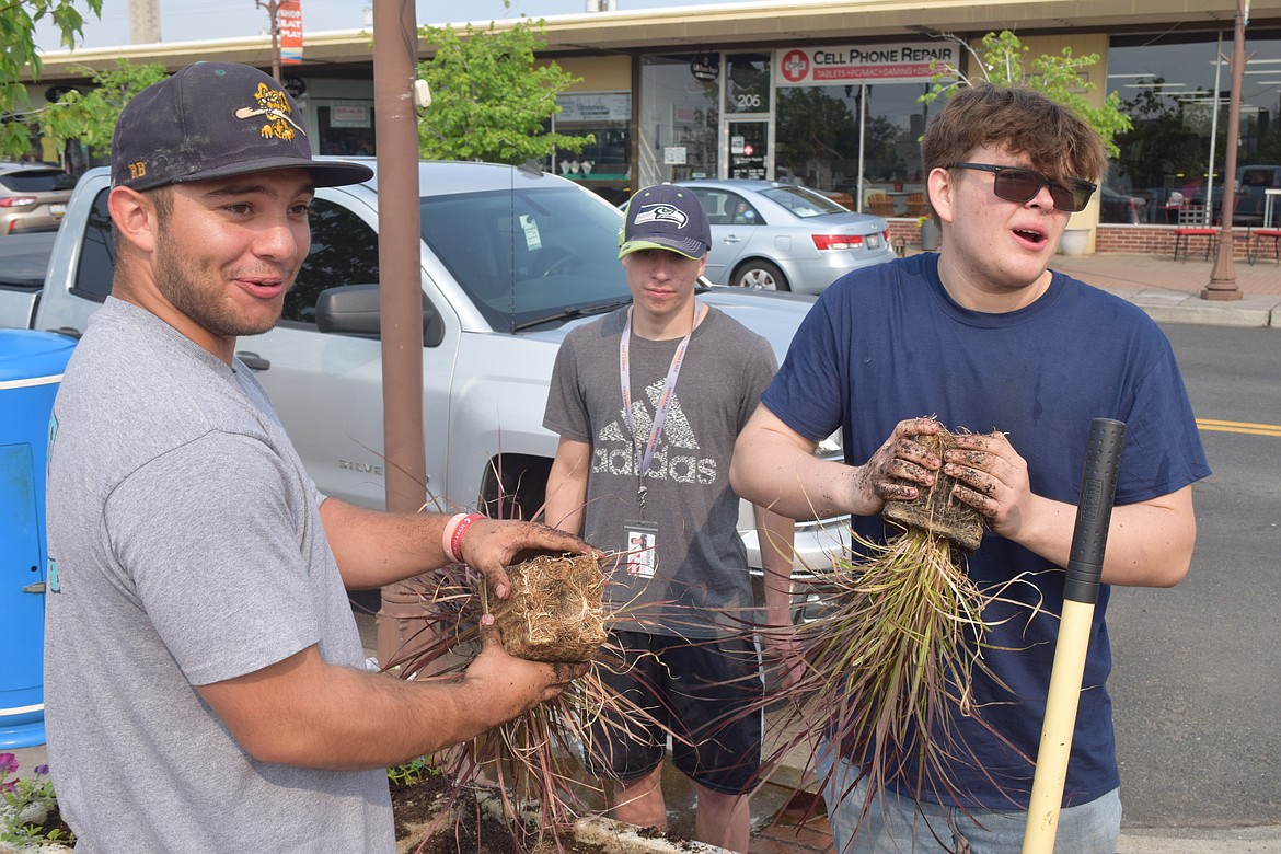 Peyton Juarez, left, and Jaxyn White, right, work to break apart plant roots while planting flower boxes in downtown Moses Lake Wednesday.