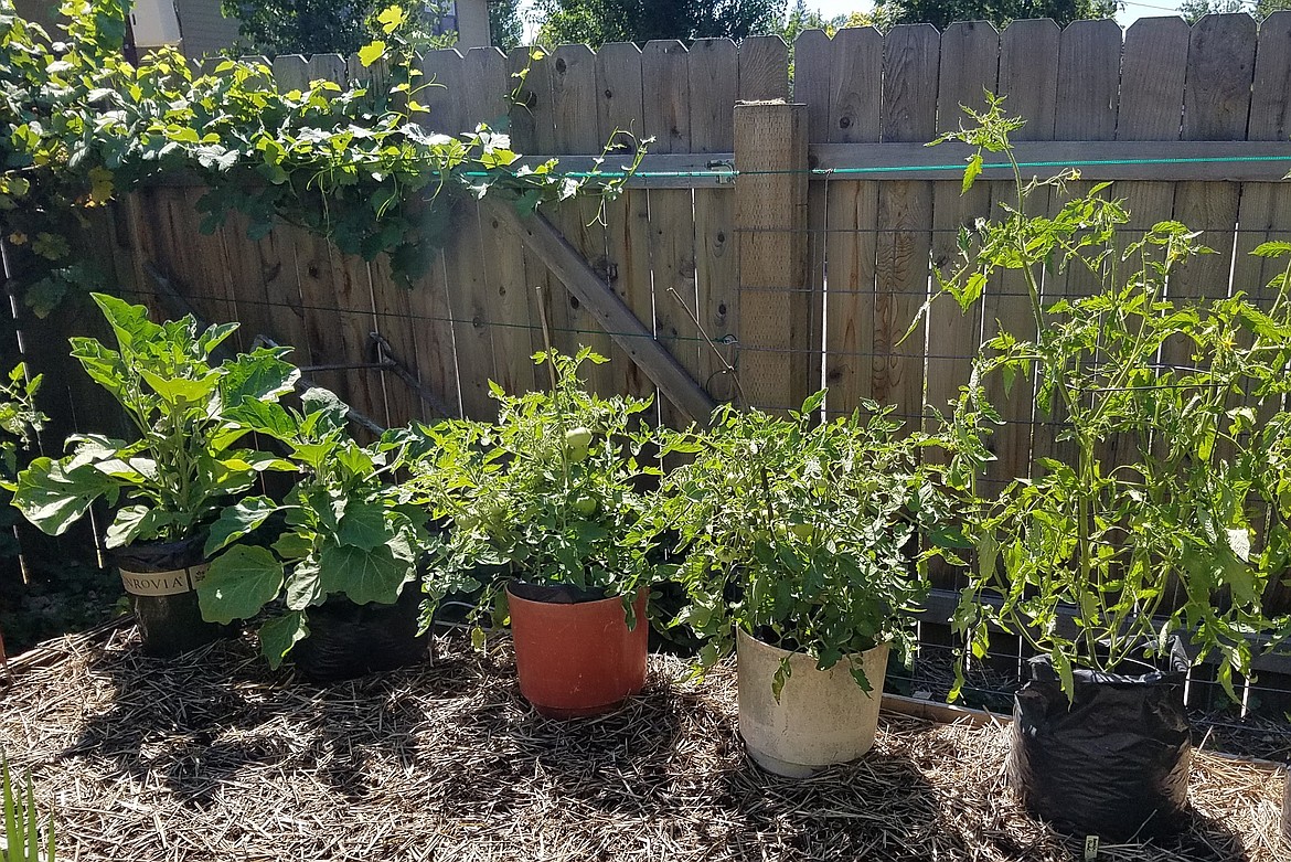 Many types of vegetables can be grown in containers, but they will need more frequent watering and fertilizing to be productive.