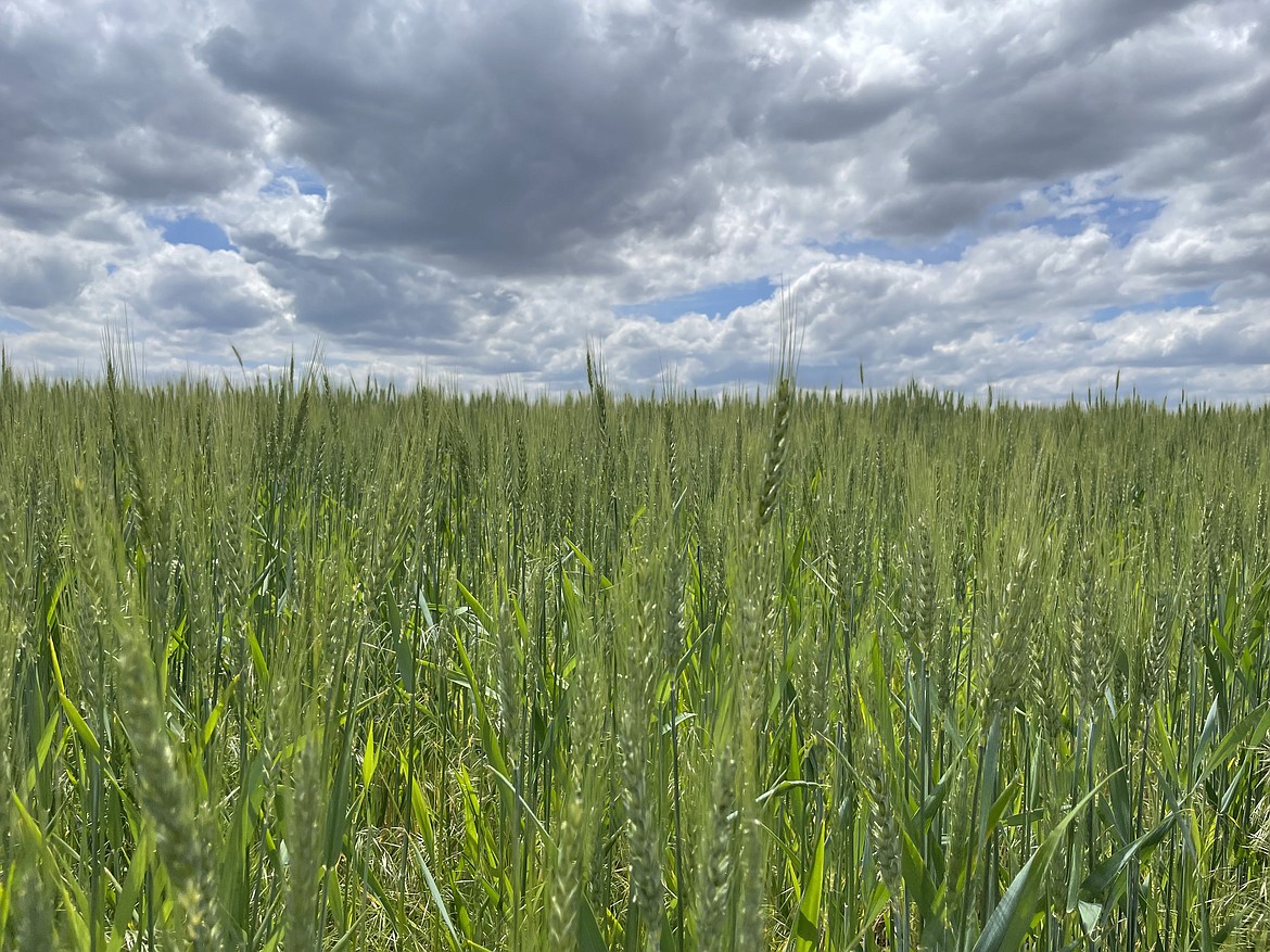 Wheat ripens under a late spring sun in Adams County southwest of Ritzville. The wheat forecast for the state is lower than some recent years’ yields.