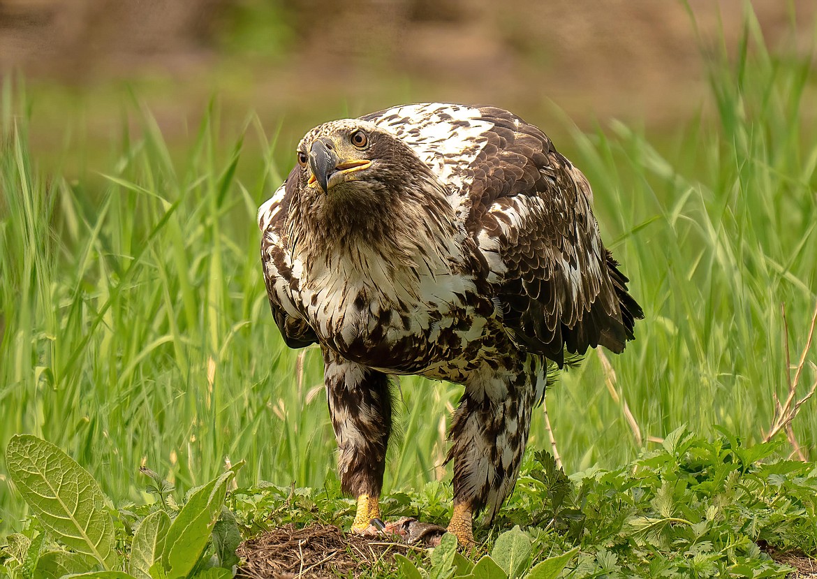 Young eagle at home at Fernan Lake Coeur d'Alene Press