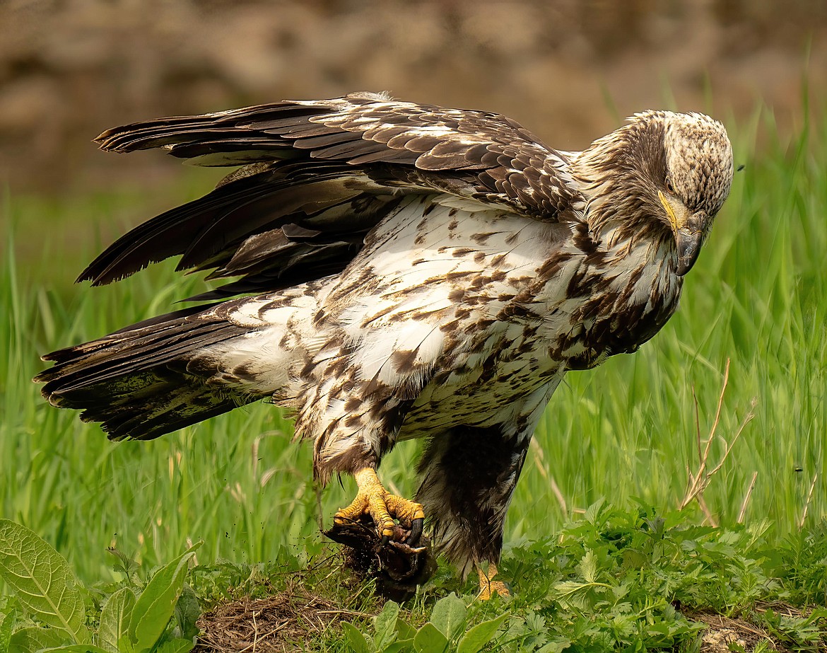 Young eagle at home at Fernan Lake Coeur d'Alene Press