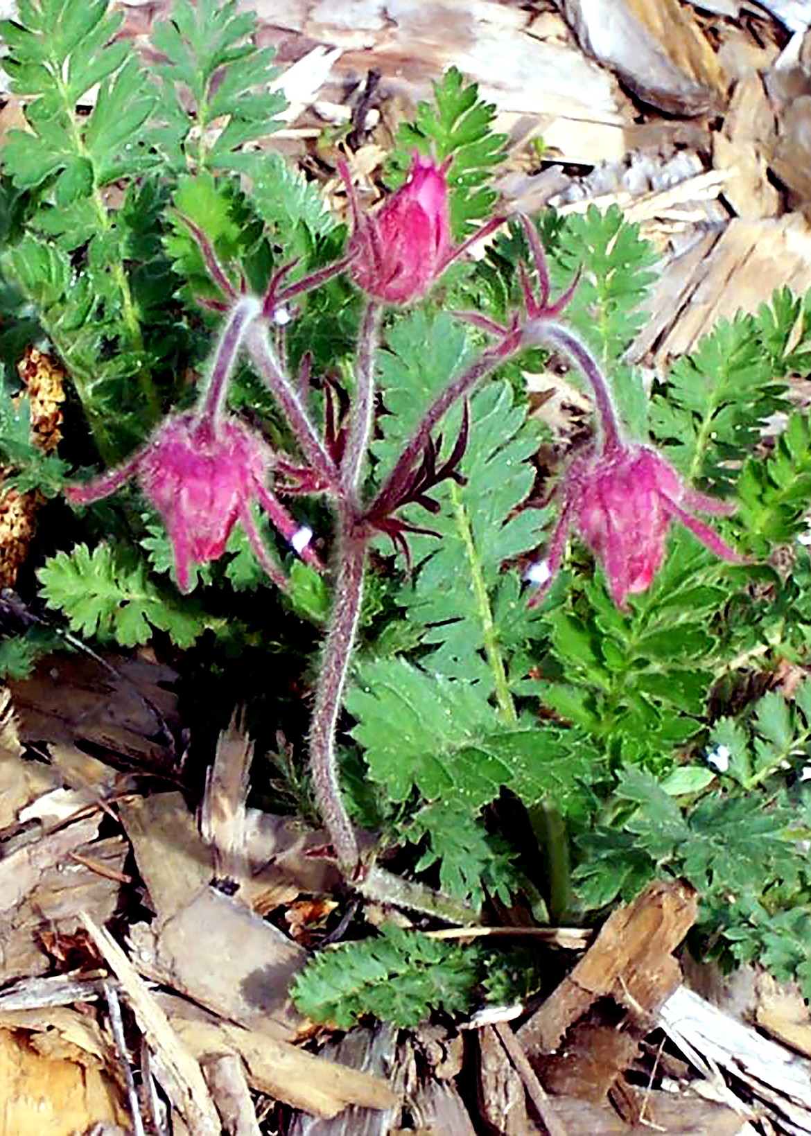 Once plentiful from coast to coast in the northern United States and southern Canada, Prairie Smoke is now rare in many areas due to development and competition from non-native invaders.\\