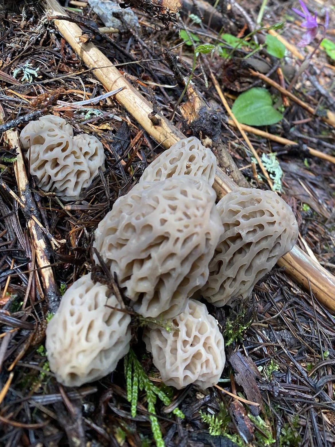 All throughout Mineral County, in dark drainages, new burns, and recently logged areas, morel mushrooms are popping this spring. (Photo courtesy/Sandra Connor)
