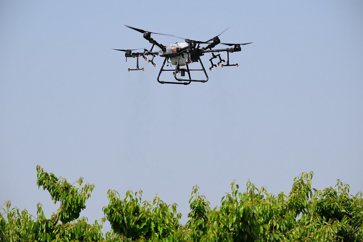 A DJI Drones’ T-30 owned and operated by Altitude Agri Services hovers as it sprays a row of cherry trees with water as part of a demonstration of its capabilities during WSU’s Drone Day event last week.