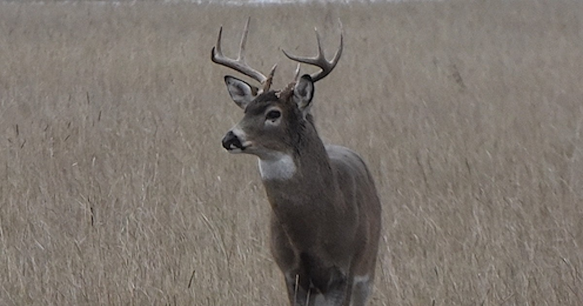 Youth deer hunt begins Thursday; big game season to follow