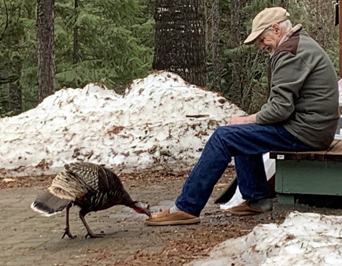 Michael Walters is visited by this turkey with a broken leg in this Best Shot shared by Lynn Walters. The turkey could not keep up with the flock. If you have a photo that you took that you would like to see run as a Best Shot or I Took The Bee send it to the Bonner County Daily Bee, P.O. Box 159, Sandpoint, Idaho, 83864; or drop them off at 310 Church St., Sandpoint. You may also email your pictures to the Bonner County Daily Bee along with your name, caption information, hometown, and phone number to news@bonnercountydailybee.com.