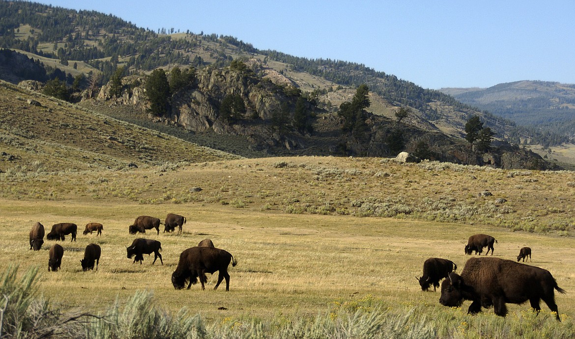 A herd of bison grazes in the Lamar Valley of Yellowstone National Park on Aug. 3, 2016. Yellowstone National Park officials say they had to kill a newborn bison because its herd wouldn’t take the animal back after a man picked it up. Park officials say in a statement the calf became separated from its mother when the herd crossed the Lamar River in northeastern Yellowstone on Saturday, May 20, 2023. (AP Photo/Matthew Brown, File)