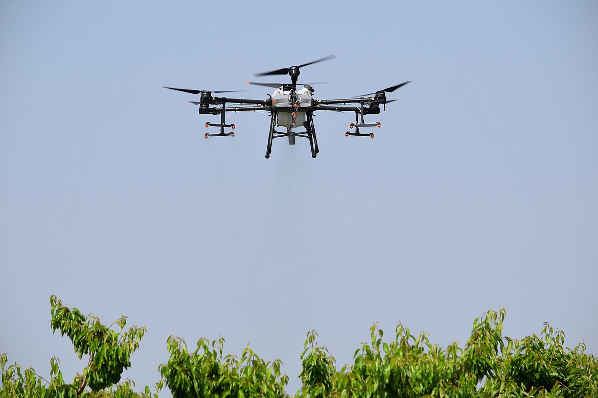 A large DJI Drones T-30 hovers and sprays a row of cherry trees on the Hayden Orchard with water as part of Washington State University’s Spring Drone Day demonstration near Pasco.