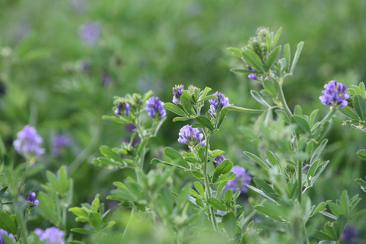 Alfalfa blooms in an irrigated field south of Moses Lake.