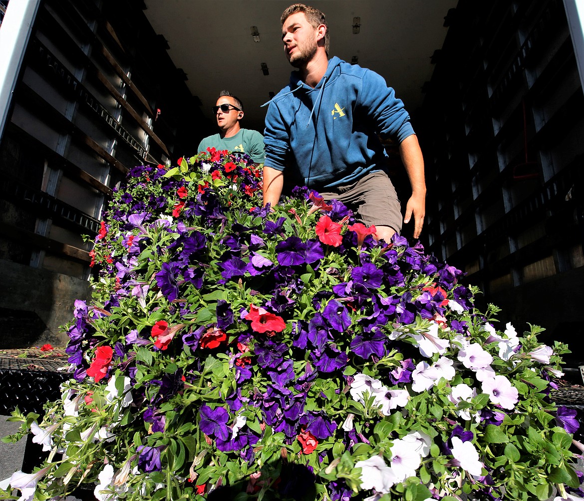 Haydn McKee, right, and Clint Baxter, of Aspen Nursery survey Sherman Avenue as they distribute flower baskets Thursday morning.