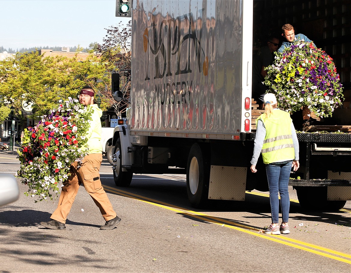 Duncan Andersen with the Coeur d'Alene Downtown Association carries a flower basket across Sherman Avenue on Thursday.