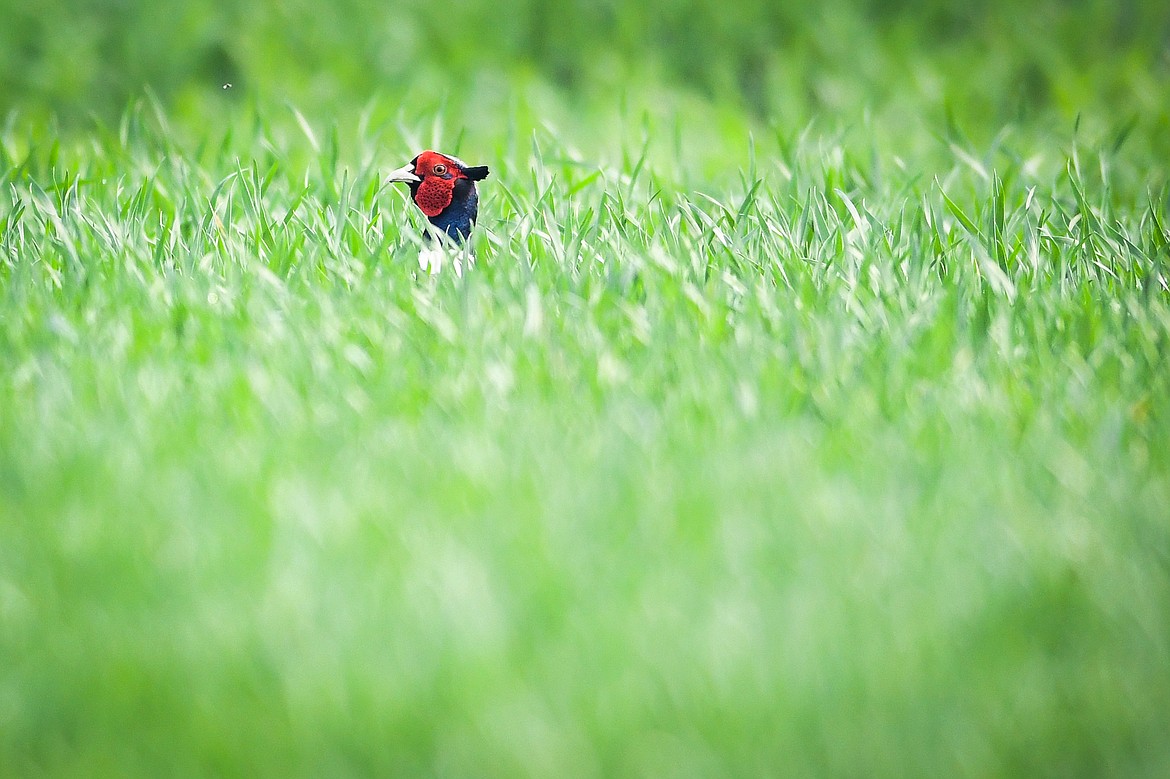 A ring-necked pheasant wades through a field's growing vegetation along Kinshella Road on Thursday, May 18. (Casey Kreider/Daily Inter Lake)