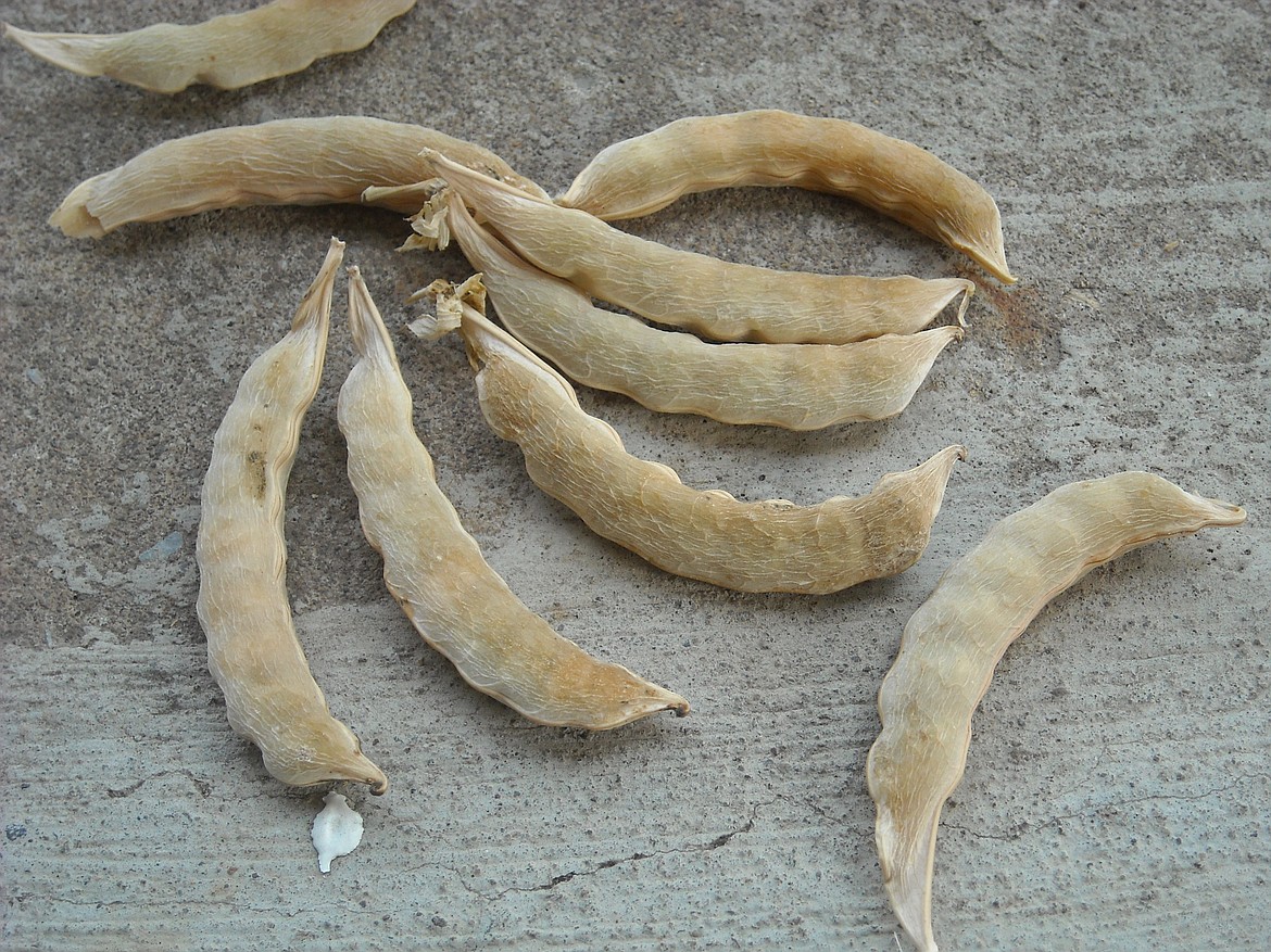 Dried peas