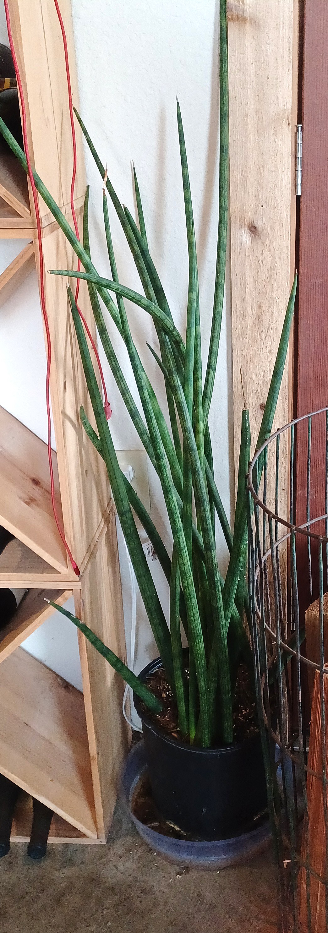 Snake plants, like this one at Roost in Moses Lake, can be ignored for weeks at a time without showing ill effects.