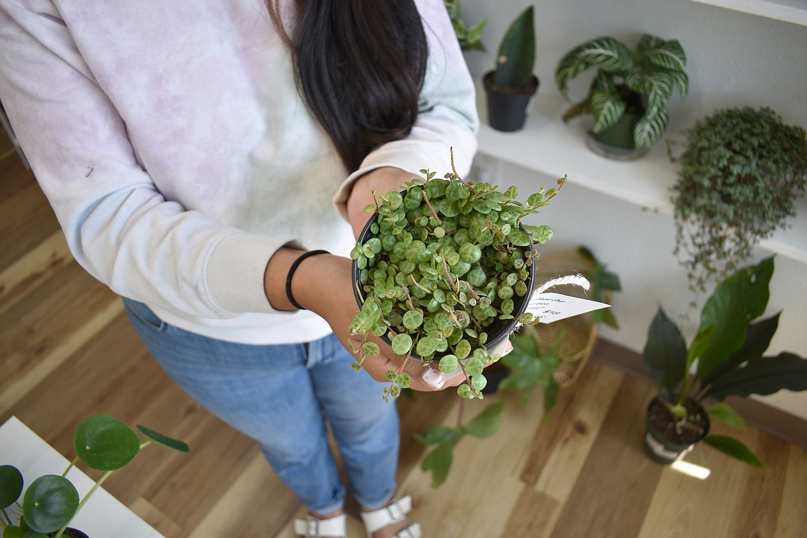 Breanna Verduzco, owner of  Evalee Ray’s Plant Shop in Moses Lake, shows a string of pearls plant. This succulent is easy to maintain and has the additional advantage of being pet-friendly, she said.