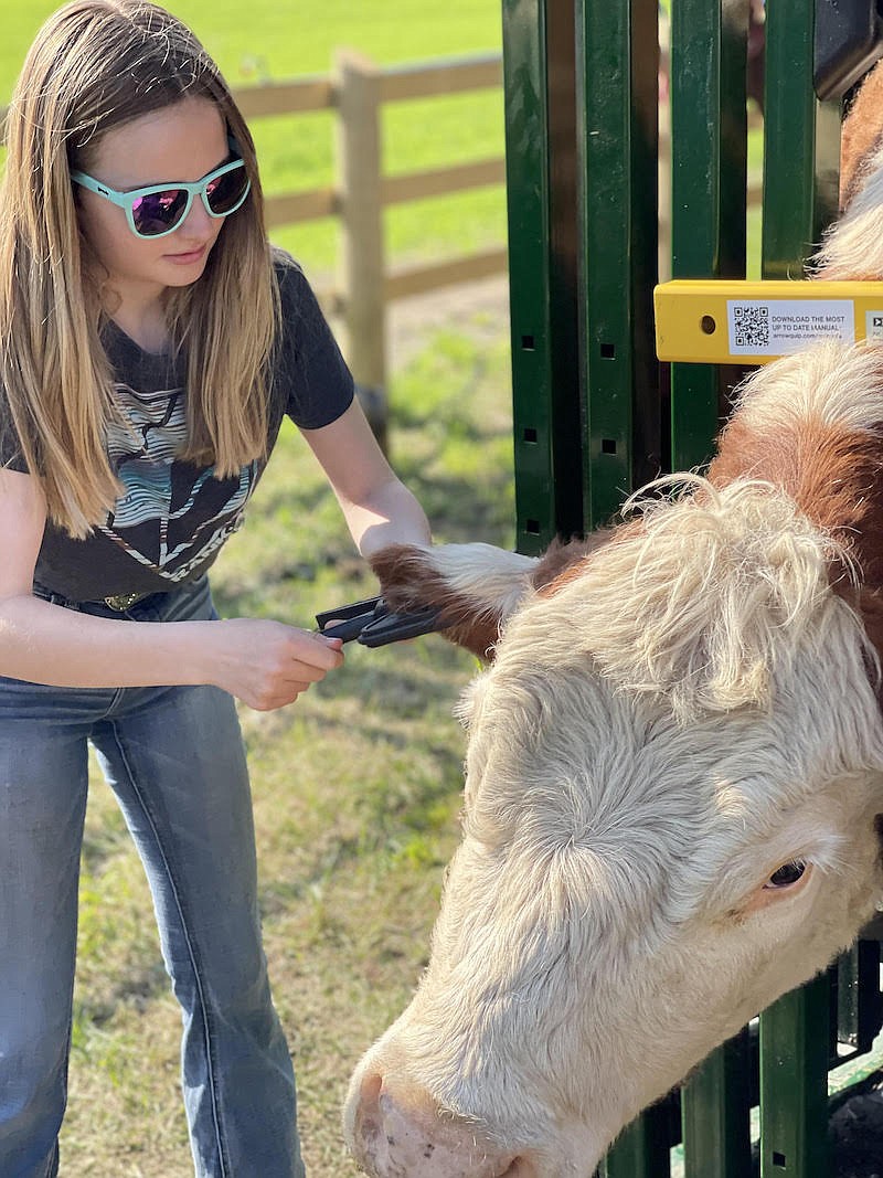 Leah Matthews attaches an ear tag to a Hereford cow while in the Arrowquip Q-Catch. (Photo courtesy Kara Matthews)