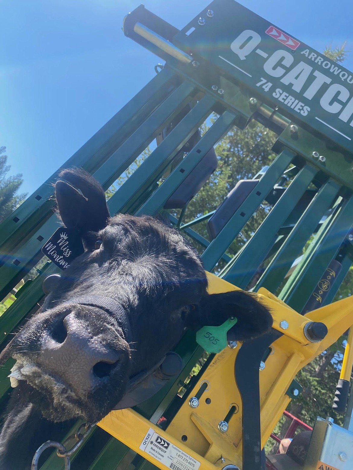 Miss Montana, Leah Matthews's Black Angus heifer, in the Arrowquip Q-Catch. (Photo courtesy Kara Matthews)