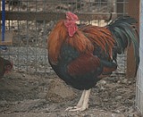 Salmonella outbreak hits Washington state