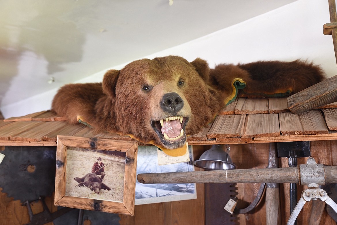 Jim Carr's grizzly bear is one of the things on display at the Troy Museum and Visitors Center. (Scott Shindledecker/The Western News)