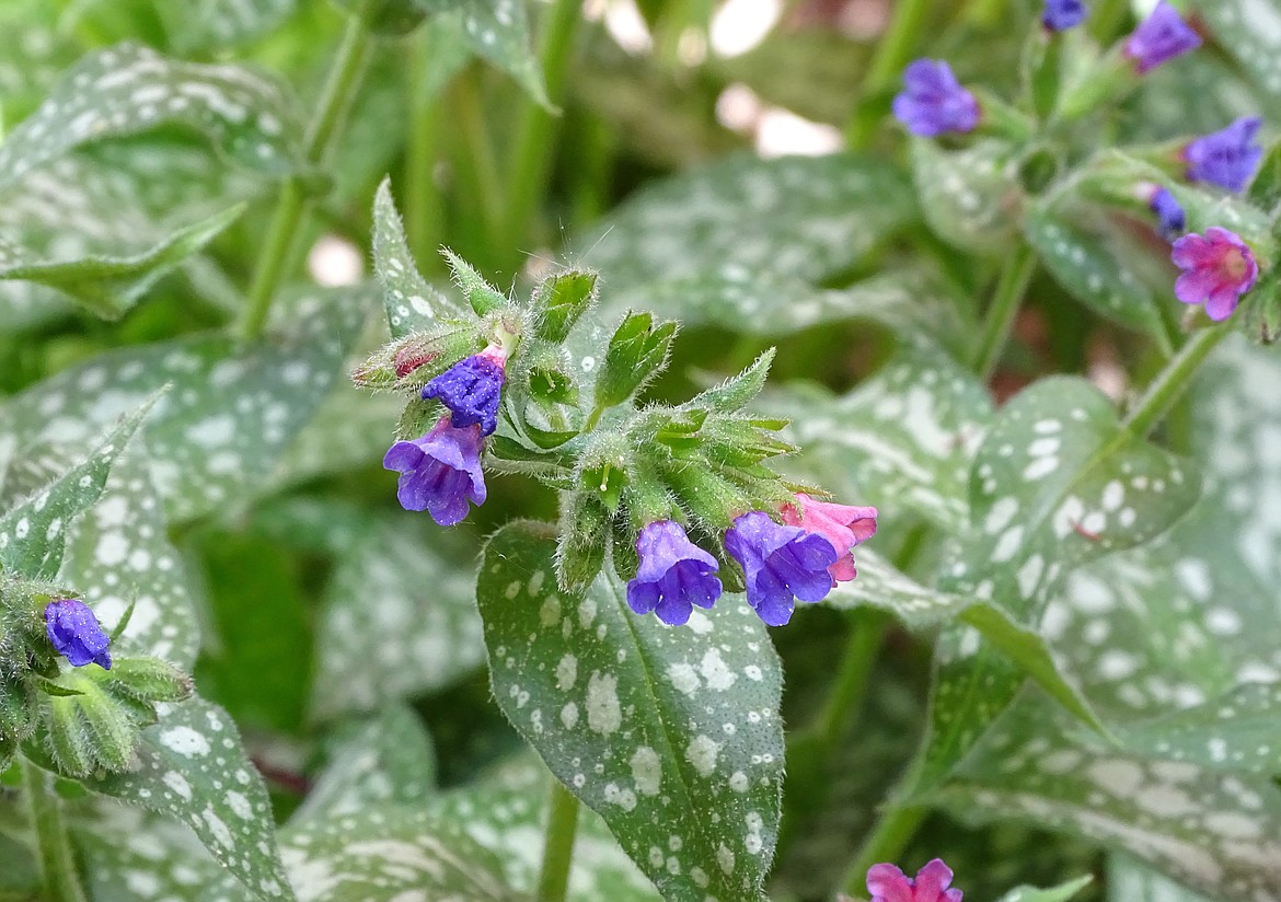 Lungwort provides a colorful counterpoint in a foliage garden.