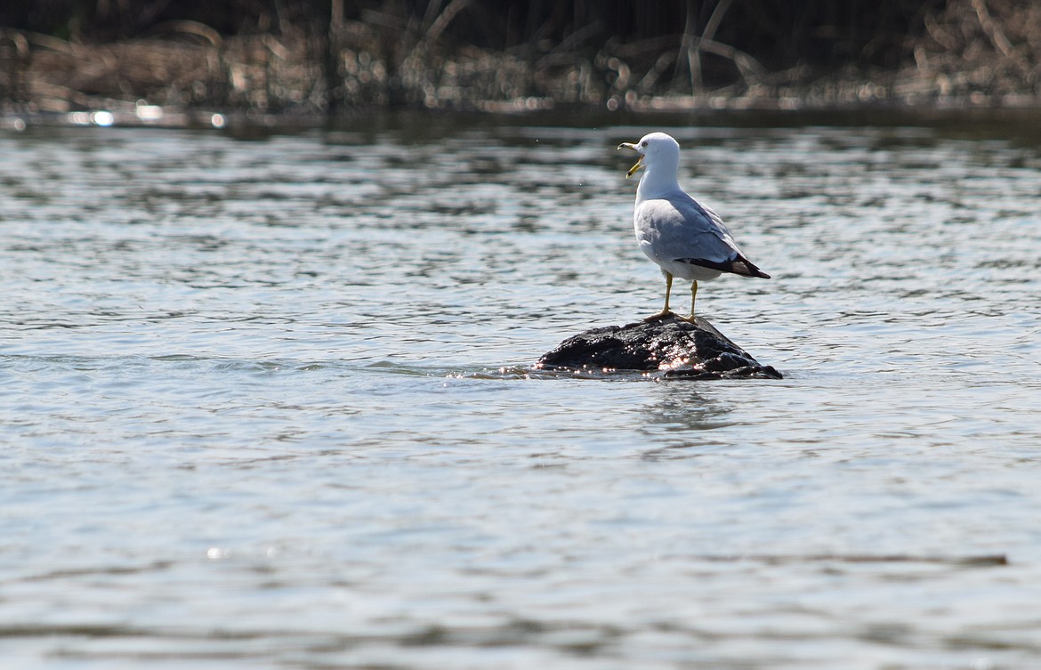 A seagull hangs out on Moses Lake during a sunny late spring day. According to JustFunFacts.com, there are about 50 species of gulls found around the world. They live primarily in coastal regions, but are also found near freshwater, such as Moses Lake, and have a lifespan of 10-15 years, barring predators or accidents.