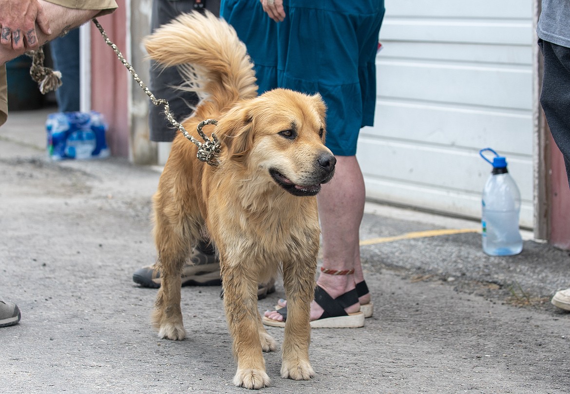 The dog the woman allegedly shot at. It was unharmed.