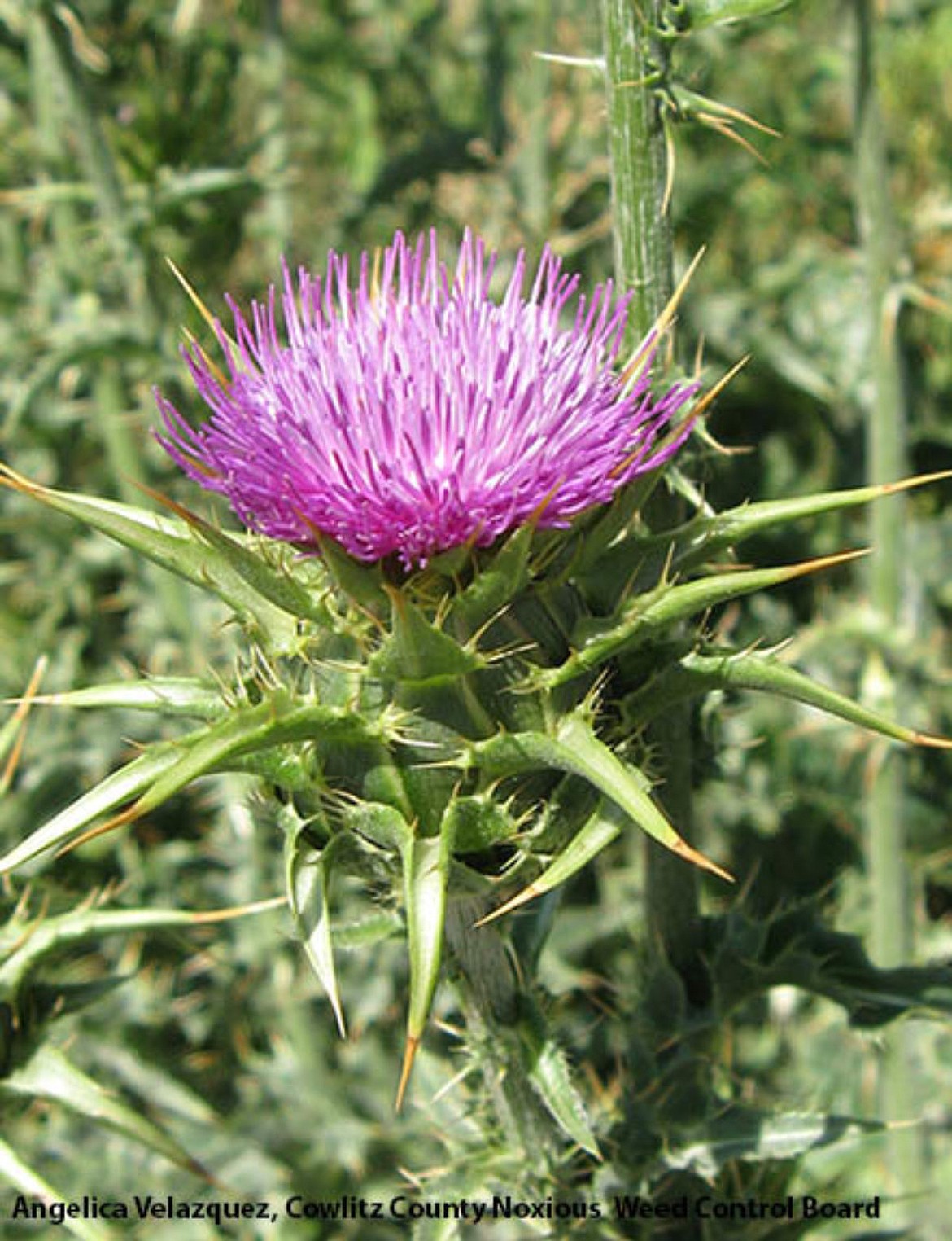 Milk Thistle may help generate a great dietary supplement for humans, when processed properly, but it can be toxic to livestock and is native to Western Asia, Europe and Northern Africa. State authorities are asking that campers and hikers clean themselves, their pets and their gear to ensure seeds from such plants aren’t carried home after an outdoors outing, thus increasing the spread of the invasive species.