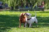 Protecting dogs against outbreaks of respiratory disease